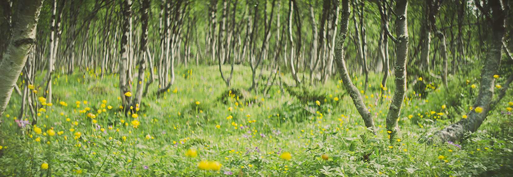 Anamorphic photo, Lapland, Finland